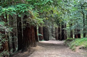 el-bosque-de-secuoyas_7547893-300x198